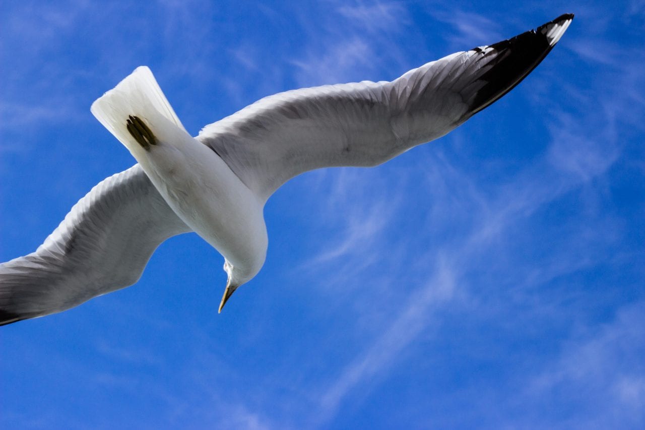 A seagull flying against a blue sky