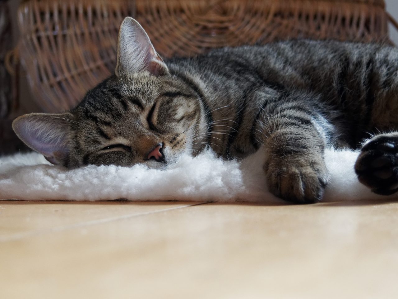 A cat sleeping