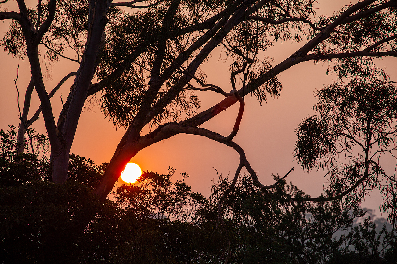 The sun, made red by a hazy sky, shines through the silhouette of a eucalyptus tree